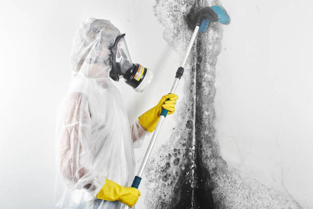 Trusted Fort Hunt, VA Mold Removal Experts