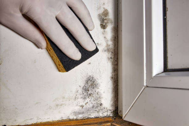 Mold Remediation for Vacation Homes in Fort Hunt, VA